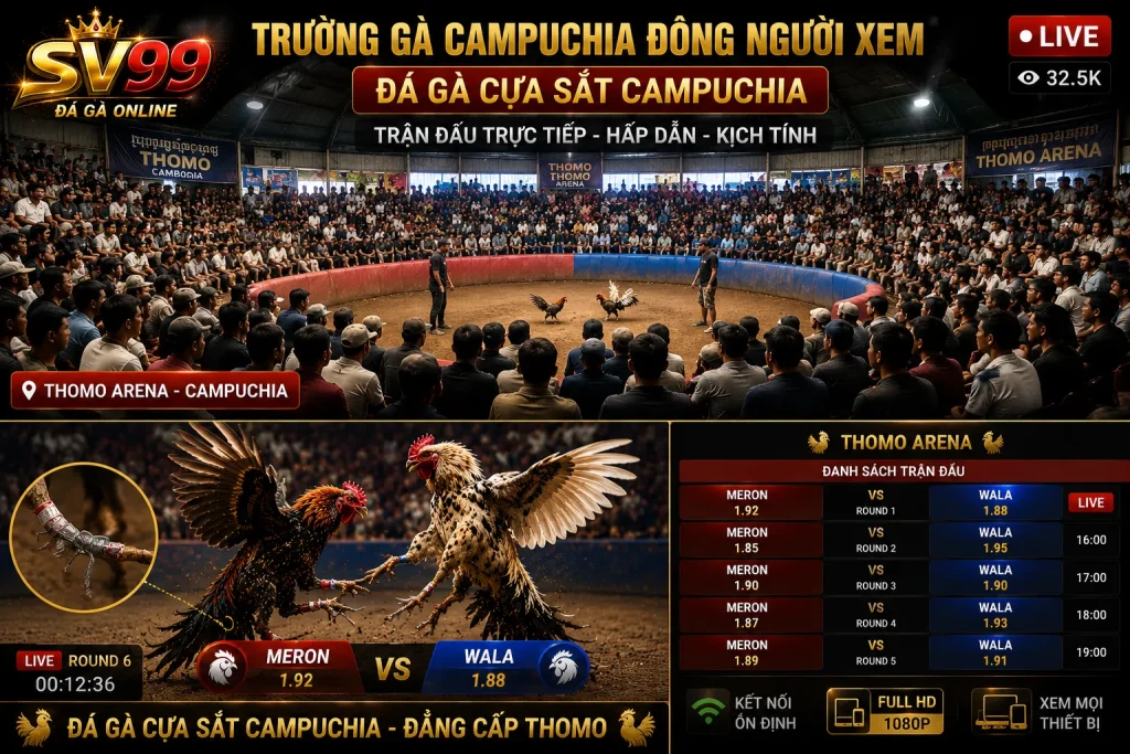 Các trận đá gà cựa sắt Campuchia thu hút đông đảo người theo dõi mỗi ngày